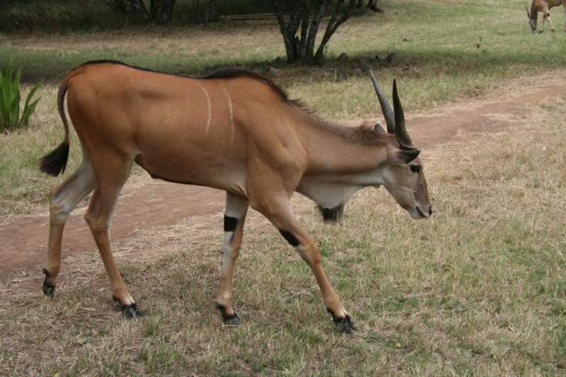 ai43.photobucket.com_albums_e382_nunovasques_Kenya_IMG_4504.jpg