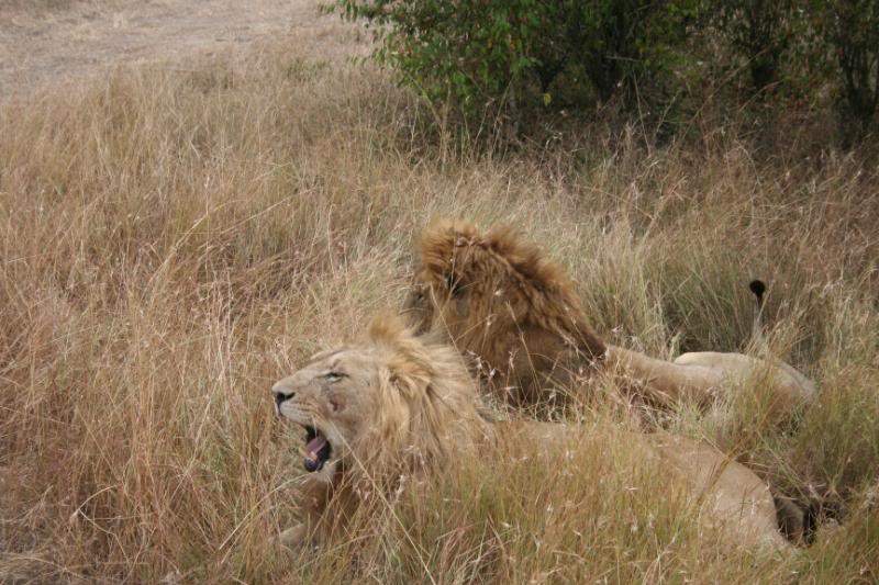 ai43.photobucket.com_albums_e382_nunovasques_Kenya_IMG_4609.jpg