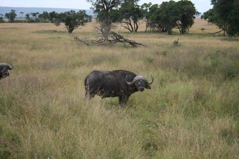 ai43.photobucket.com_albums_e382_nunovasques_Kenya_IMG_4634.jpg