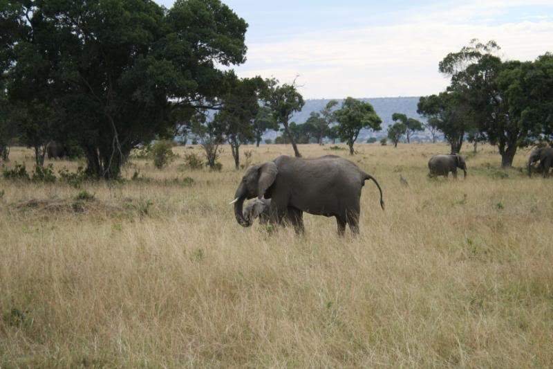 ai43.photobucket.com_albums_e382_nunovasques_Kenya_IMG_4645.jpg