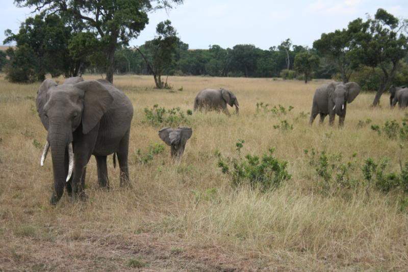 ai43.photobucket.com_albums_e382_nunovasques_Kenya_IMG_4660.jpg