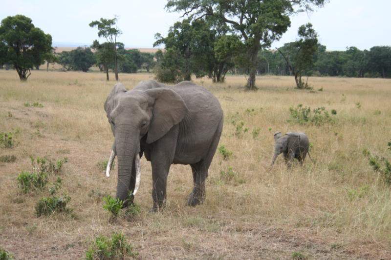 ai43.photobucket.com_albums_e382_nunovasques_Kenya_IMG_4664.jpg