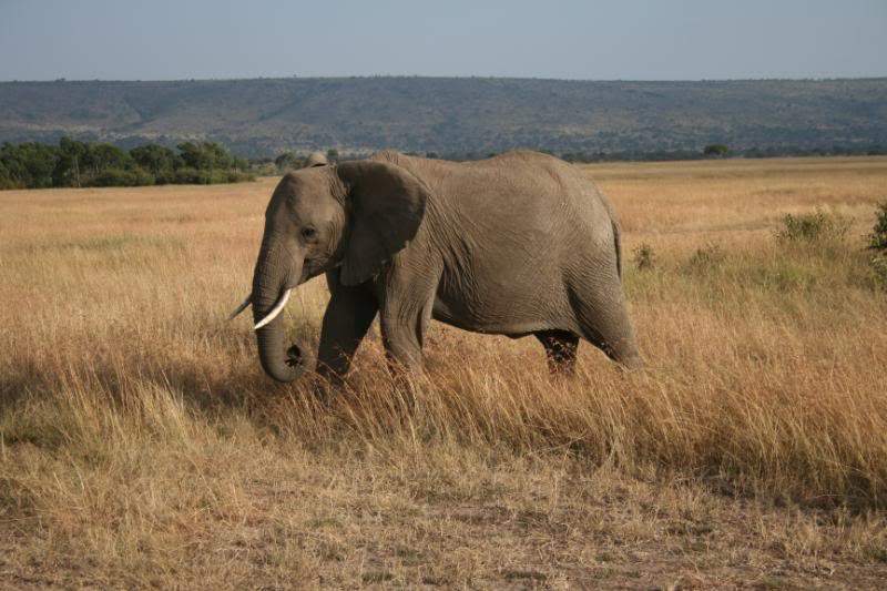 ai43.photobucket.com_albums_e382_nunovasques_Kenya_IMG_4905.jpg