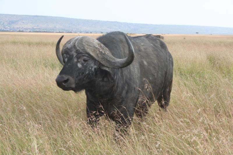 ai43.photobucket.com_albums_e382_nunovasques_Kenya_IMG_4929.jpg