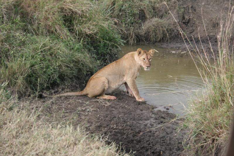 ai43.photobucket.com_albums_e382_nunovasques_Kenya_IMG_4952.jpg