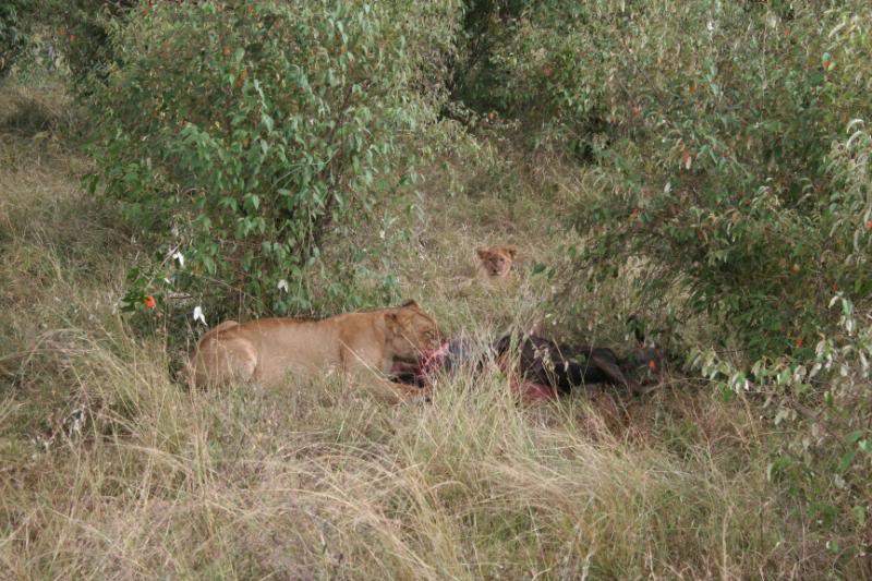 ai43.photobucket.com_albums_e382_nunovasques_Kenya_IMG_4966.jpg