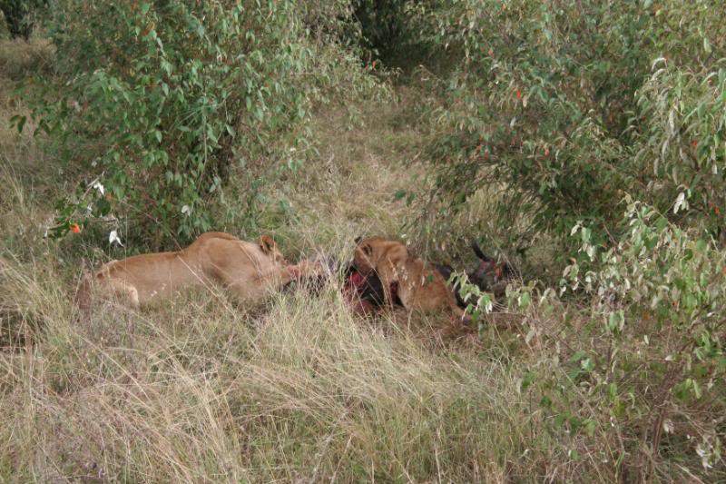 ai43.photobucket.com_albums_e382_nunovasques_Kenya_IMG_4988.jpg