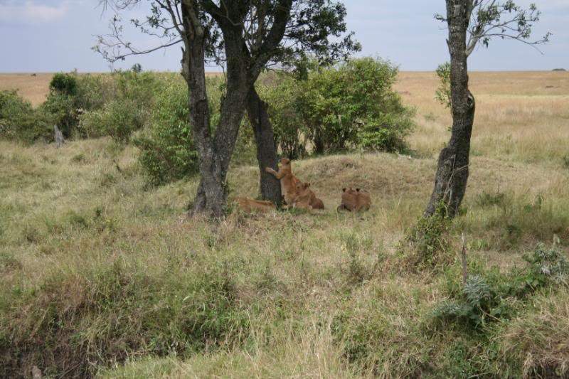 ai43.photobucket.com_albums_e382_nunovasques_Kenya_IMG_5096.jpg