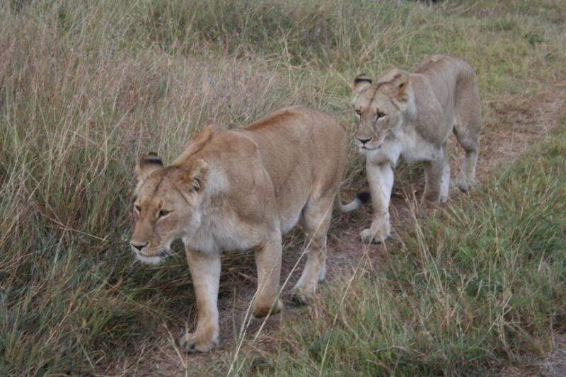 ai43.photobucket.com_albums_e382_nunovasques_Kenya_IMG_5192.jpg