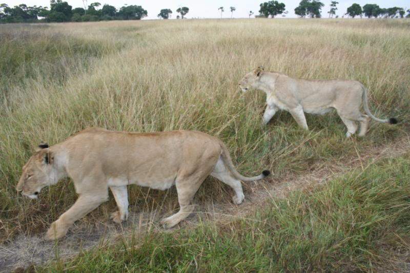 ai43.photobucket.com_albums_e382_nunovasques_Kenya_IMG_5194.jpg