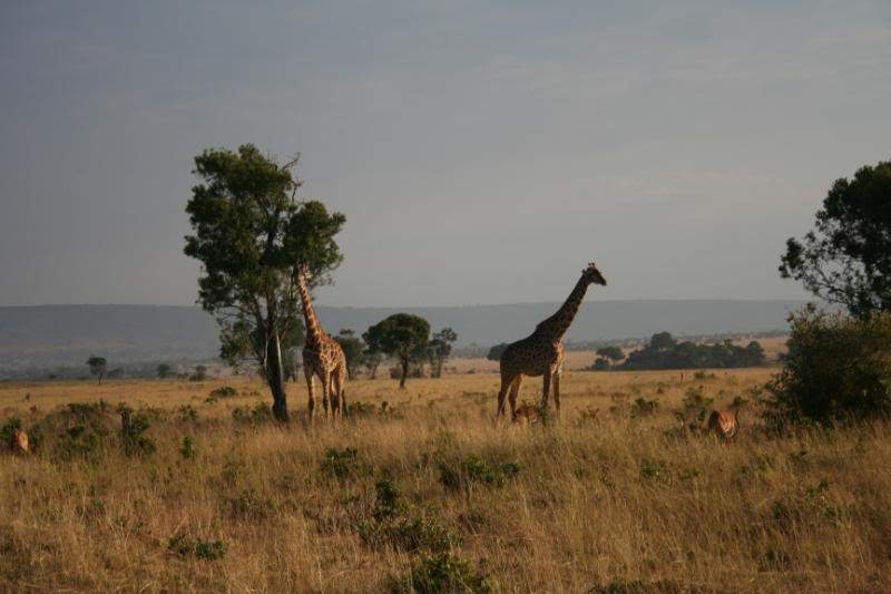 ai43.photobucket.com_albums_e382_nunovasques_Kenya_IMG_5250.jpg