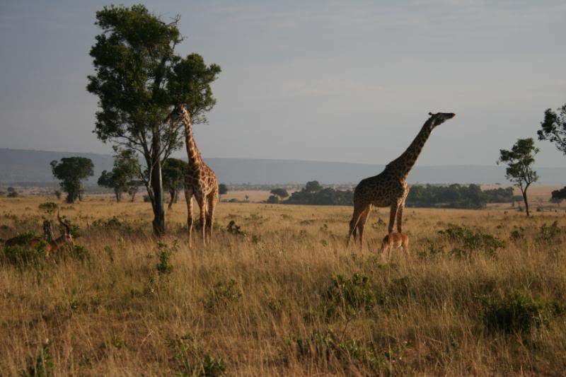 ai43.photobucket.com_albums_e382_nunovasques_Kenya_IMG_5252.jpg