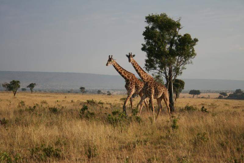 ai43.photobucket.com_albums_e382_nunovasques_Kenya_IMG_5261.jpg