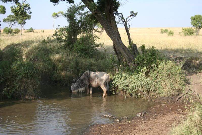 ai43.photobucket.com_albums_e382_nunovasques_Kenya_IMG_5299.jpg