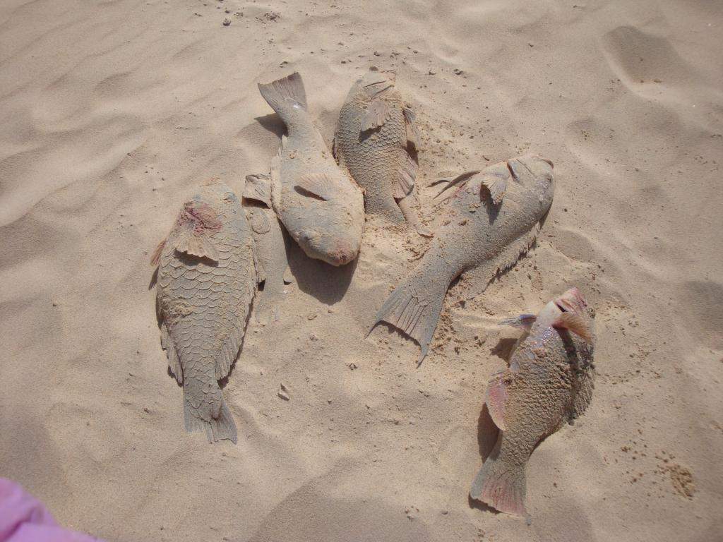 ai45.photobucket.com_albums_f89_marianamarques_5_DSC04536_zpsbbb3d119.jpg