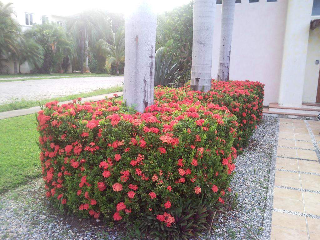 ai498.photobucket.com_albums_rr348_liliana3695_Mexico_202012_2499d13dcd349d06806c228bb1c5ff19c.jpg