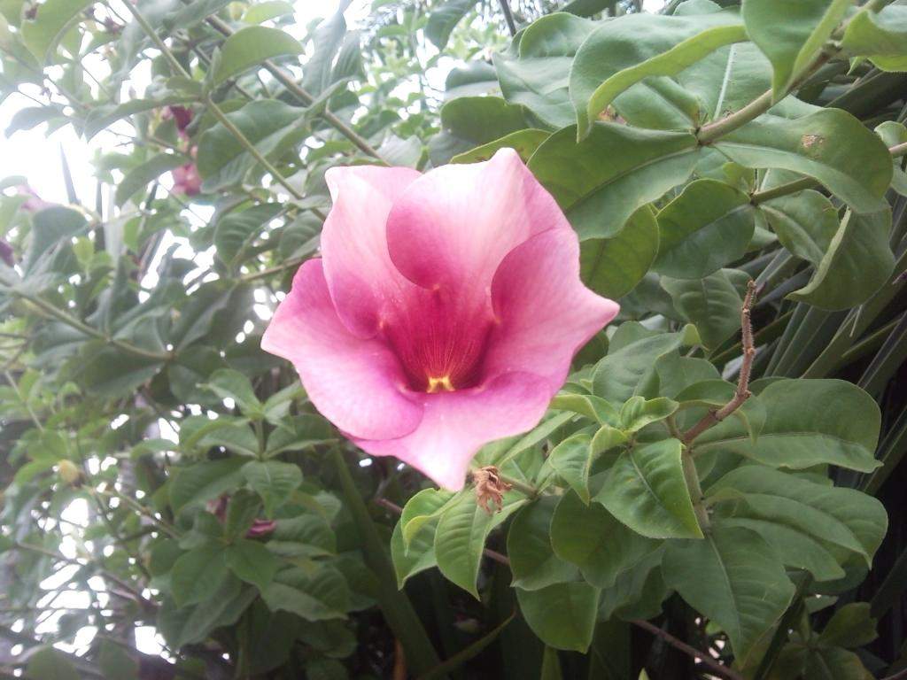 ai498.photobucket.com_albums_rr348_liliana3695_Mexico_202012_2b70990f1870678b63a59b25723c2a704.jpg