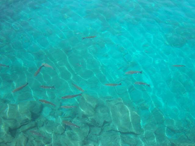 ai528.photobucket.com_albums_dd323_Tuga80_100_0594640x480.jpg