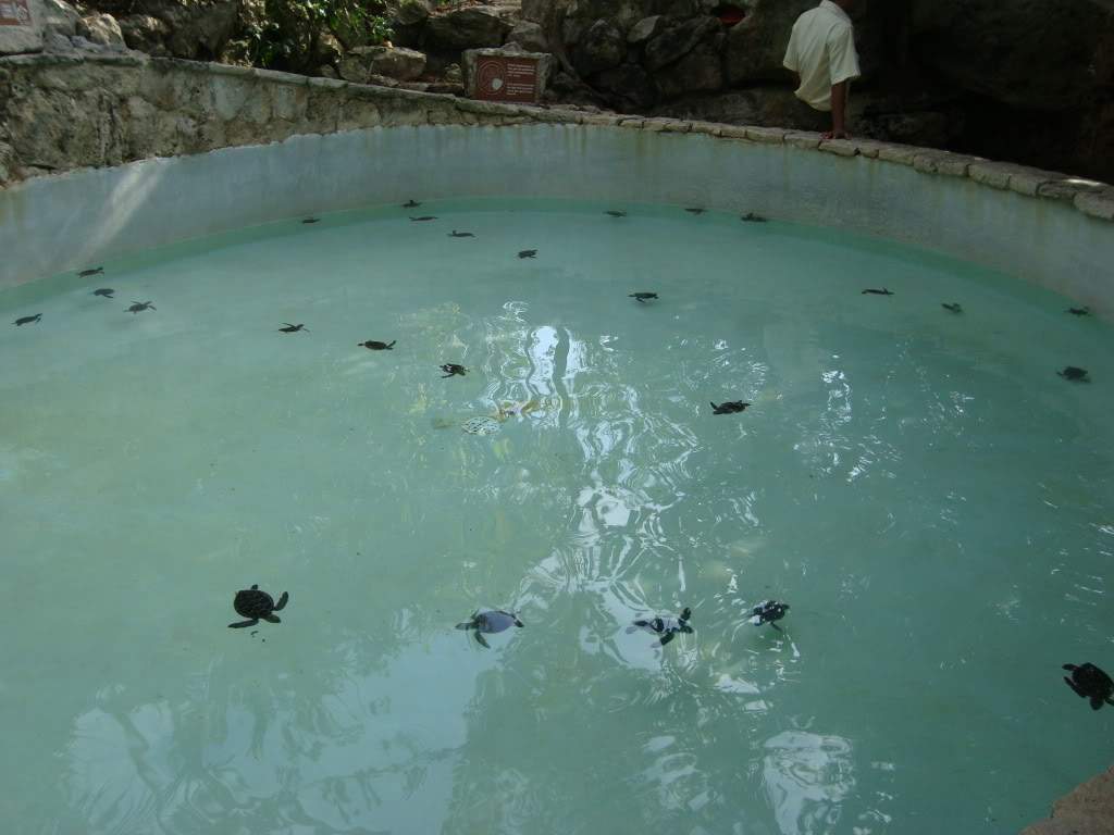 ai563.photobucket.com_albums_ss73_joanas87_DSC01413_1.jpg