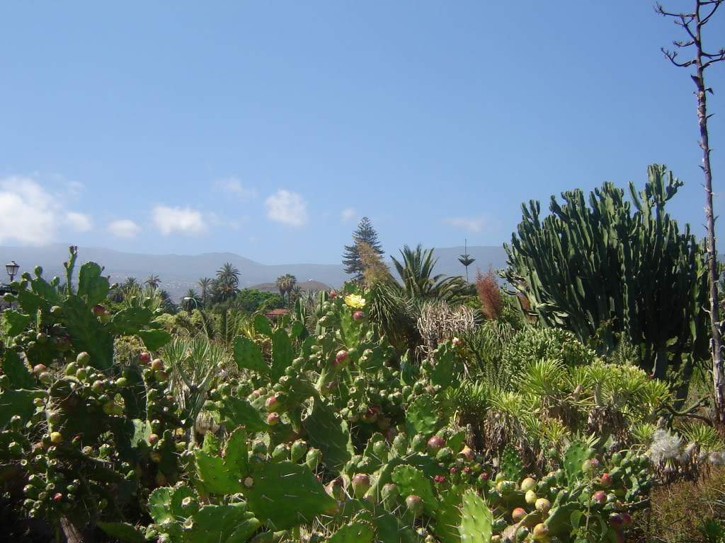 ai565.photobucket.com_albums_ss99_bserra89_DSC01715.jpg_46a35552e4b2a459d291a747e9f5765b.jpg