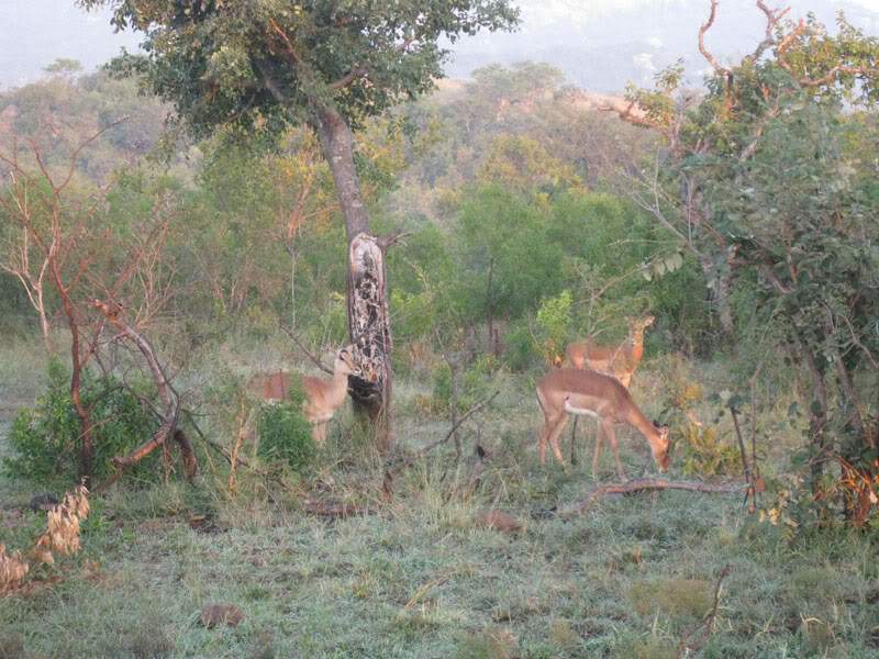 ai570.photobucket.com_albums_ss145_zibbleme_mocambique_IMG_1669.jpg