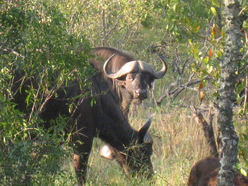 ai570.photobucket.com_albums_ss145_zibbleme_mocambique_IMG_1721.jpg