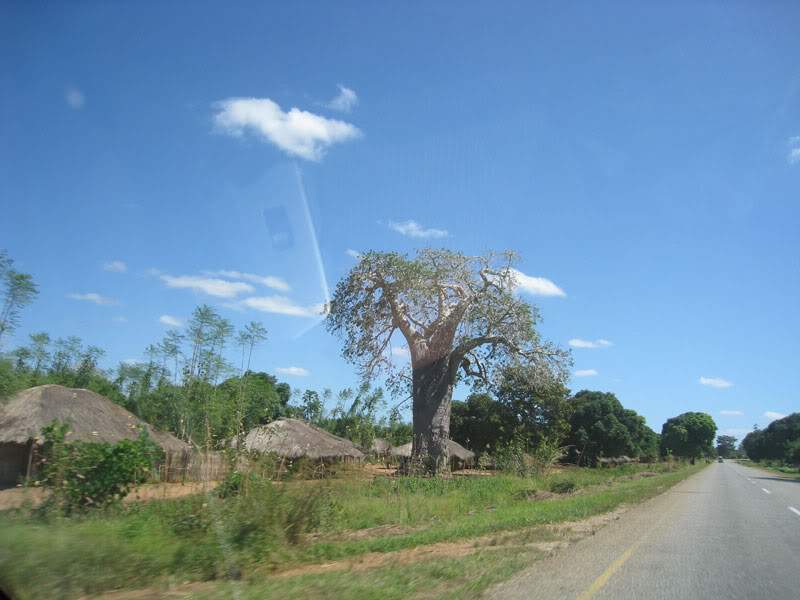 ai570.photobucket.com_albums_ss145_zibbleme_mocambique_IMG_1874.jpg