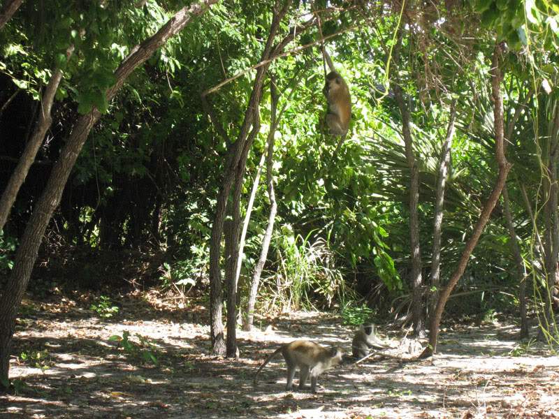 ai570.photobucket.com_albums_ss145_zibbleme_mocambique_IMG_2097.jpg