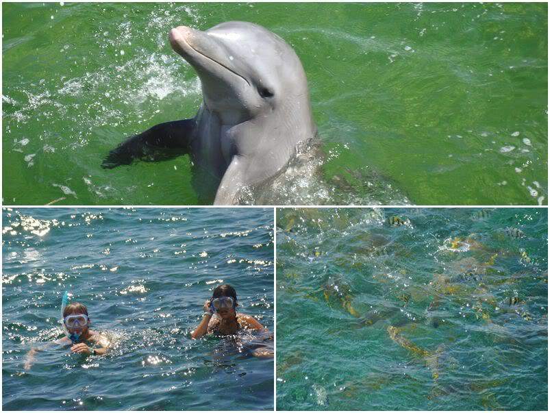 ai575.photobucket.com_albums_ss191_rmarques_fotos_golfinhos.jpg