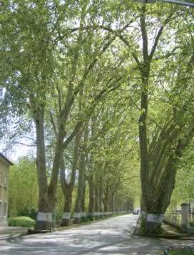 ai585.photobucket.com_albums_ss297_sfcls_Curia_20__20Abril_202010_HPIM8293.jpg