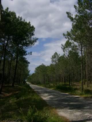 ai585.photobucket.com_albums_ss297_sfcls_Curia_20__20Abril_202010_HPIM8406.jpg
