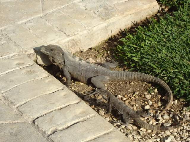 ai593.photobucket.com_albums_tt13_LIGIA_016_DSC04241.jpg