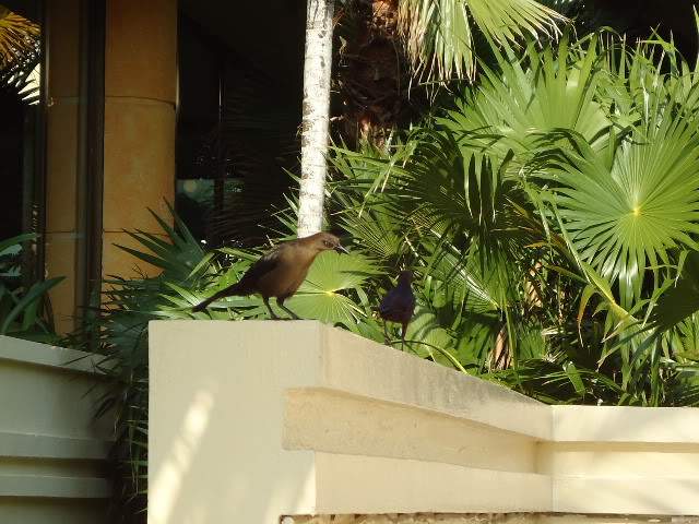 ai593.photobucket.com_albums_tt13_LIGIA_016_DSC04242.jpg
