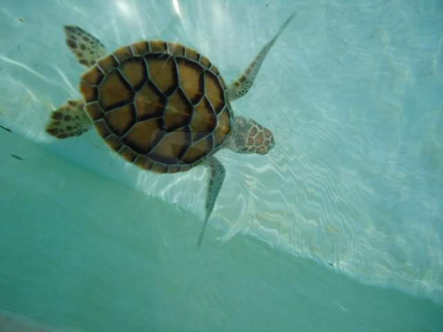 ai593.photobucket.com_albums_tt13_LIGIA_016_DSC04779.jpg