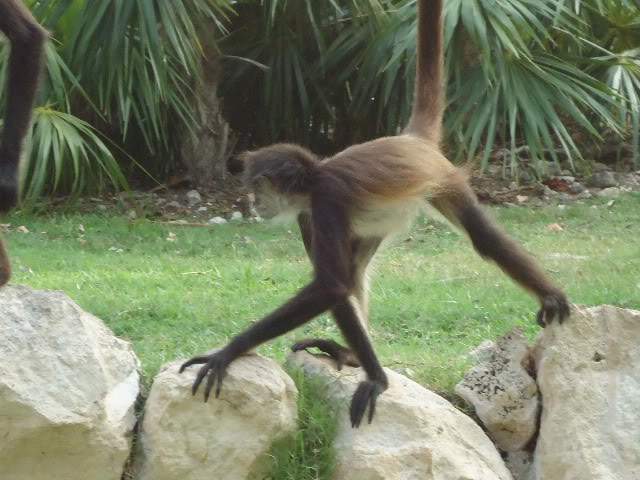 ai593.photobucket.com_albums_tt13_LIGIA_016_DSC04923.jpg