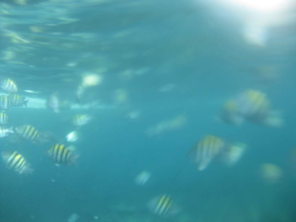 ai598.photobucket.com_albums_tt63_Gosmax_IMG_0022.jpg