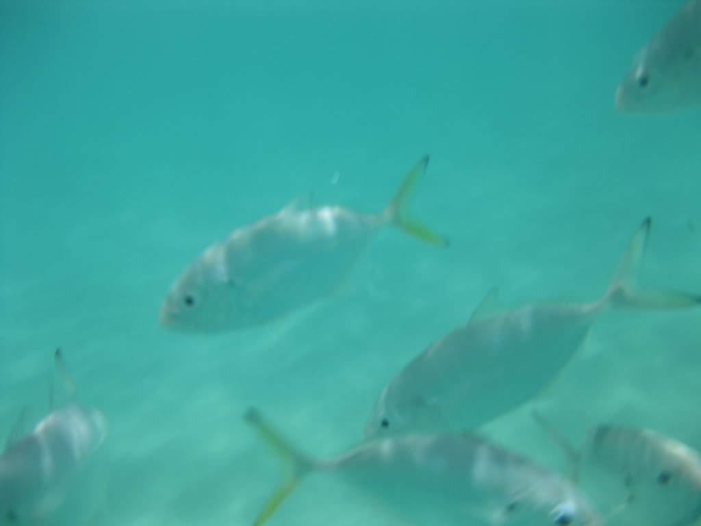 ai598.photobucket.com_albums_tt63_Gosmax_IMG_0066.jpg