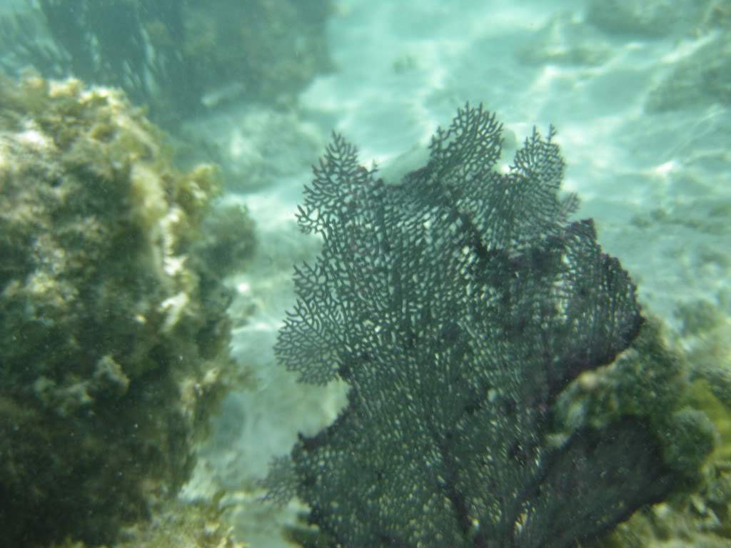 ai598.photobucket.com_albums_tt63_Gosmax_IMG_0120.jpg