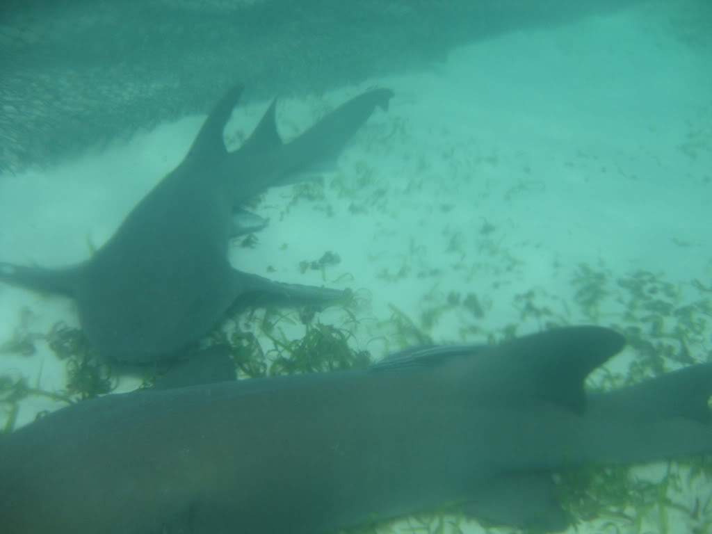 ai598.photobucket.com_albums_tt63_Gosmax_IMG_0120_1.jpg