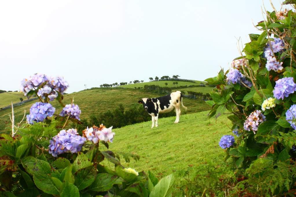 ai598.photobucket.com_albums_tt67_Subbuteiro_IMG_4782.jpg