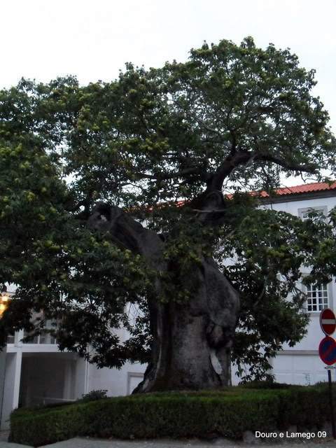 ai609.photobucket.com_albums_tt175_tininha05_SerradaFreitaMontemuroeDouro09361.jpg