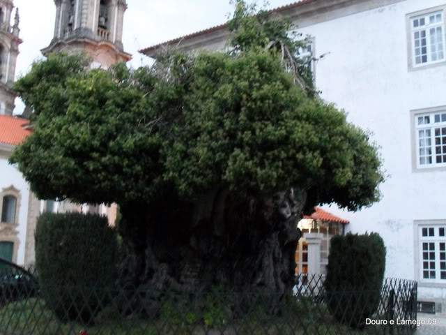 ai609.photobucket.com_albums_tt175_tininha05_SerradaFreitaMontemuroeDouro09362.jpg