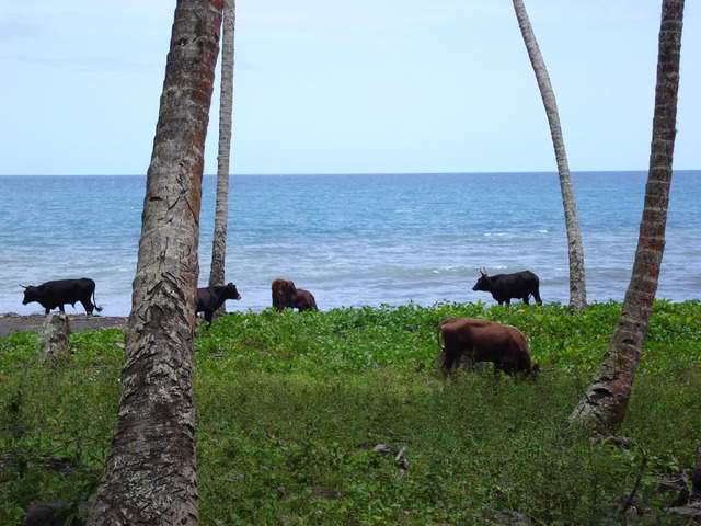 ai609.photobucket.com_albums_tt175_tininha05_STom398.jpg