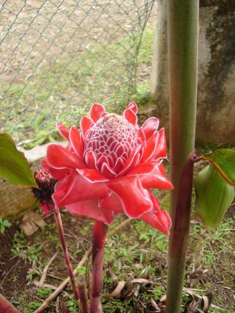 ai609.photobucket.com_albums_tt175_tininha05_STom455.jpg