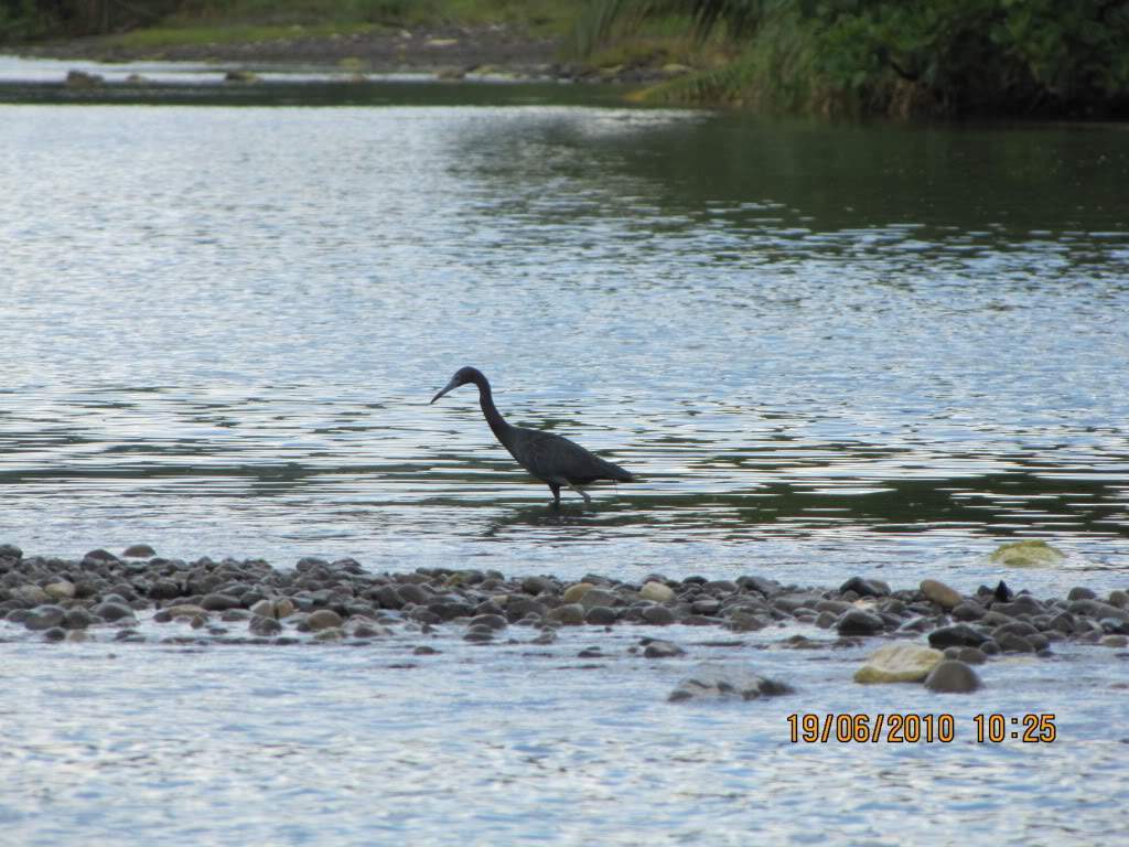 ai614.photobucket.com_albums_tt222_octuning_jamaica_202010_jamaica2010516.jpg