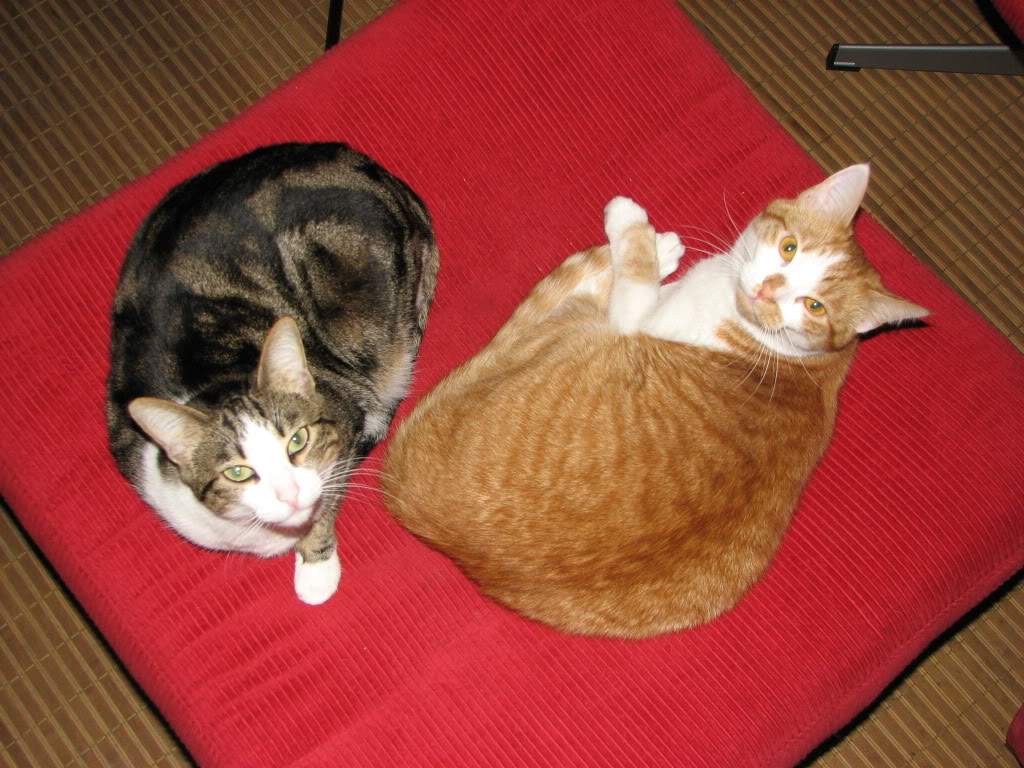 ai616.photobucket.com_albums_tt242_tezita01_Piolhas_LaraZuma473.jpg