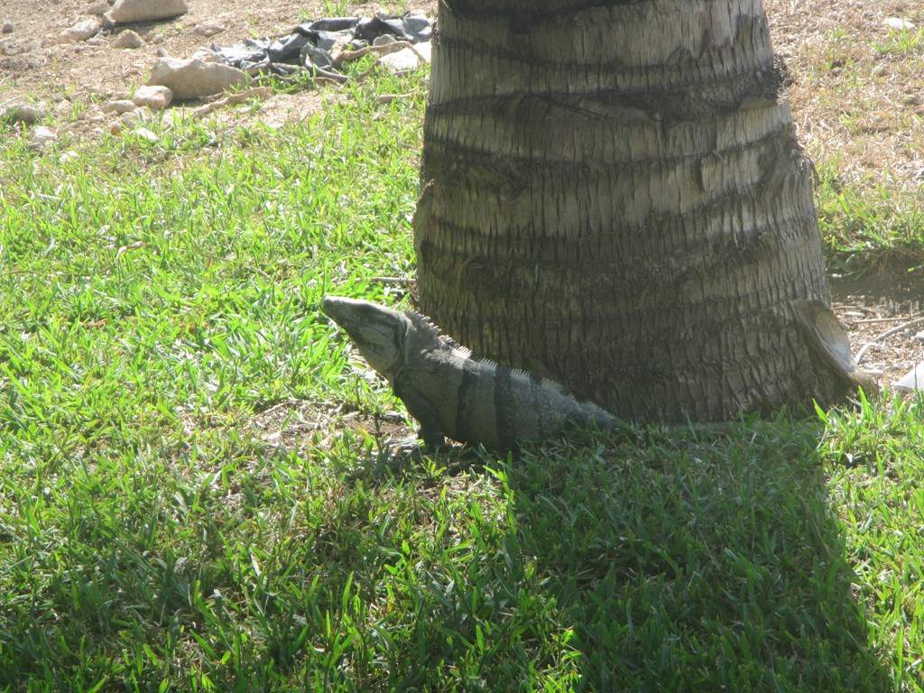 ai636.photobucket.com_albums_uu81_ruimartinsphotos_Mexico_202013_IMG_0184Copy.jpg