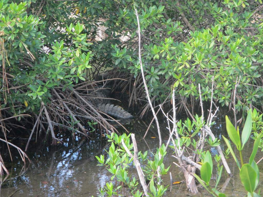 ai636.photobucket.com_albums_uu81_ruimartinsphotos_Mexico_202013_IMG_0289Copy.jpg