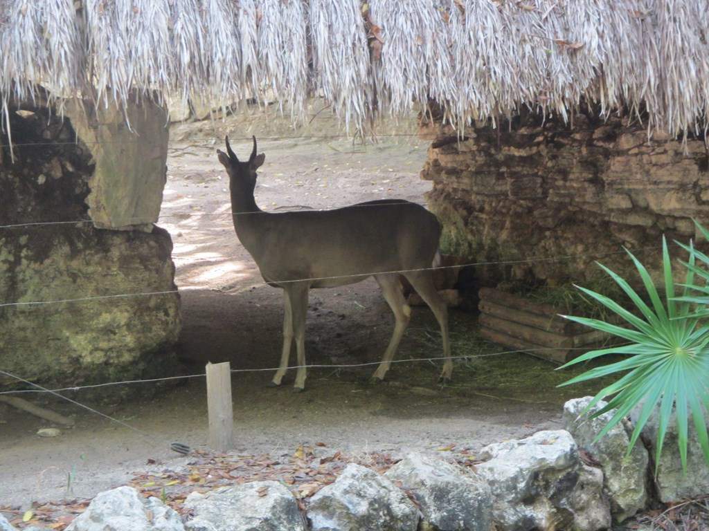 ai636.photobucket.com_albums_uu81_ruimartinsphotos_Mexico_202013_IMG_0690Copy.jpg