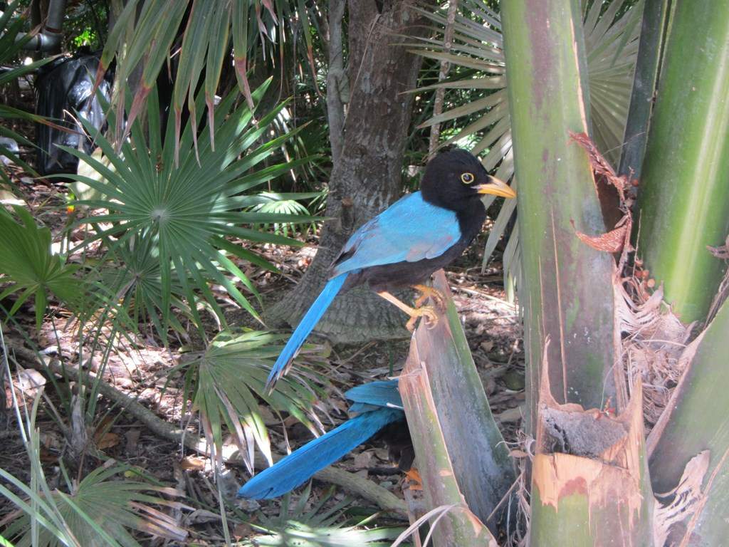 ai636.photobucket.com_albums_uu81_ruimartinsphotos_Mexico_202013_IMG_0881Copy.jpg